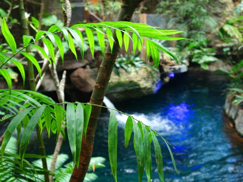 Tropical pool with blue light
