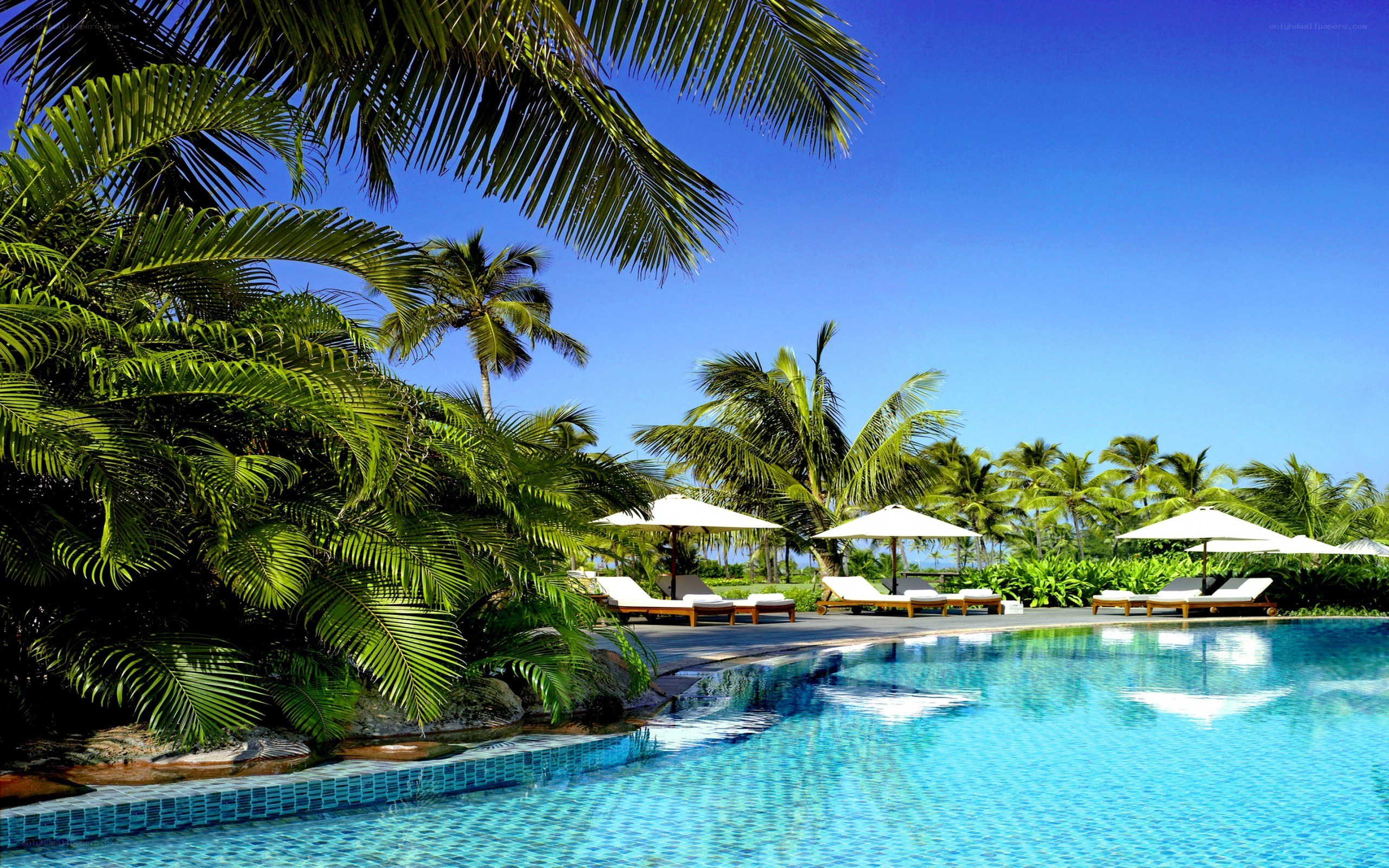 Tropical pool with palm trees