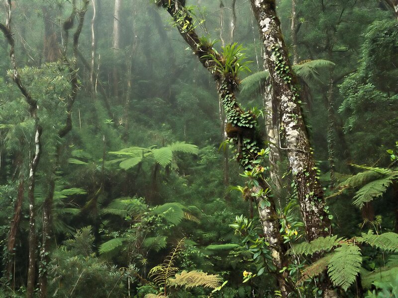 Tropical Rainforest Scene — Green