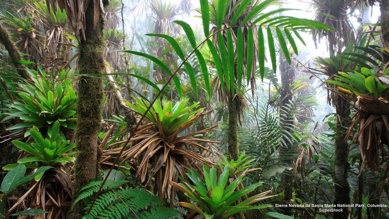 Tropical Rainforest