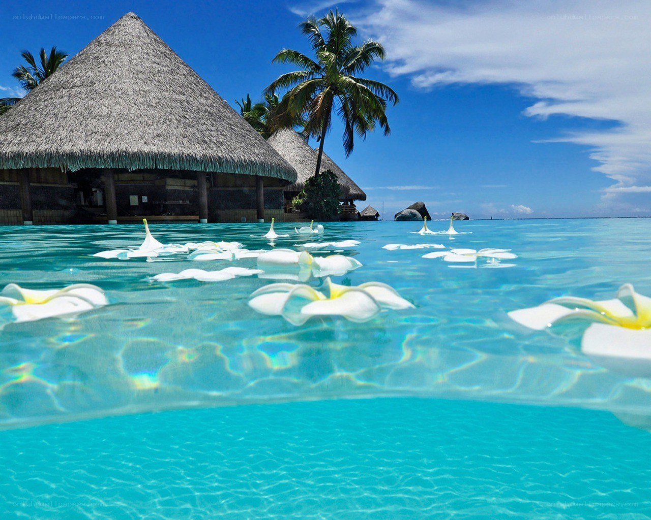 Tropical resort with floating flowers