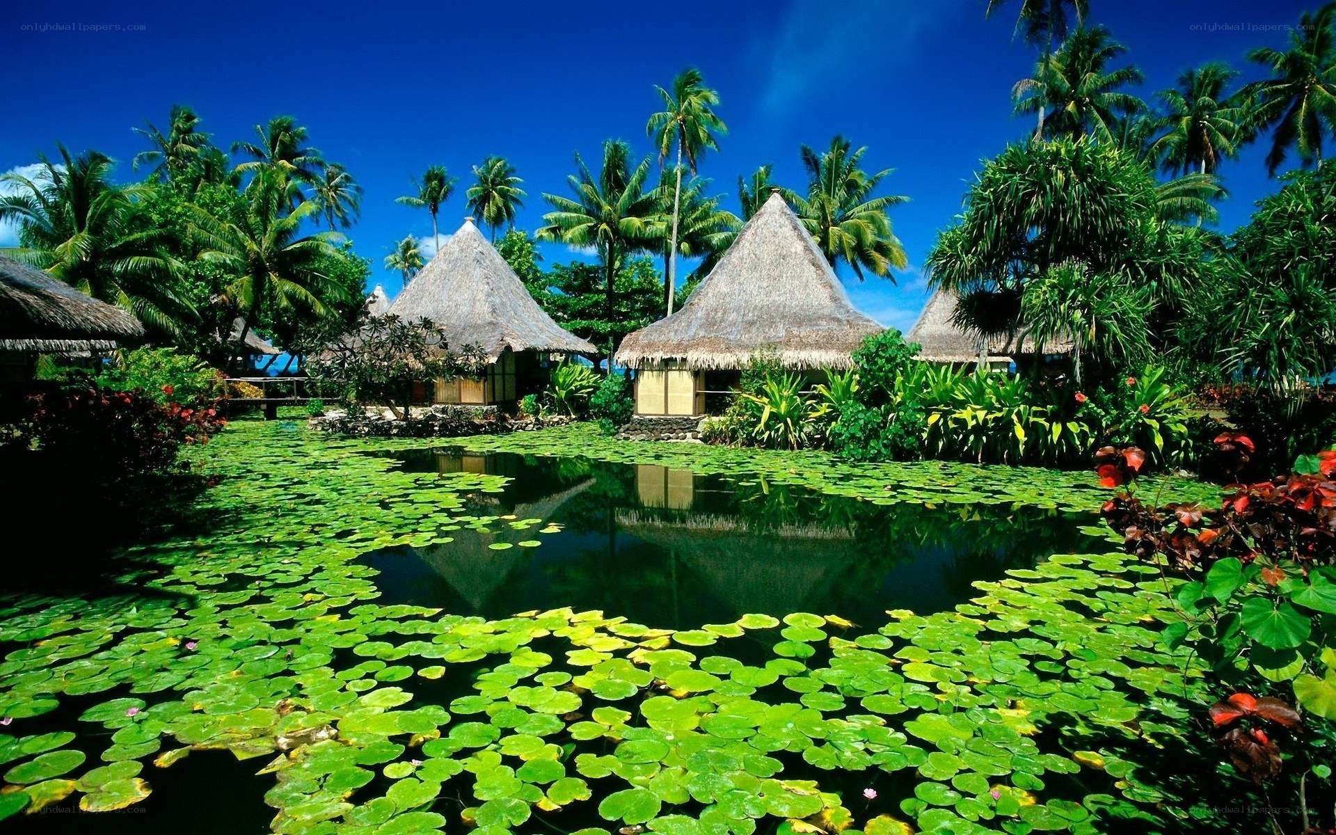 Tropical resort with lily pads