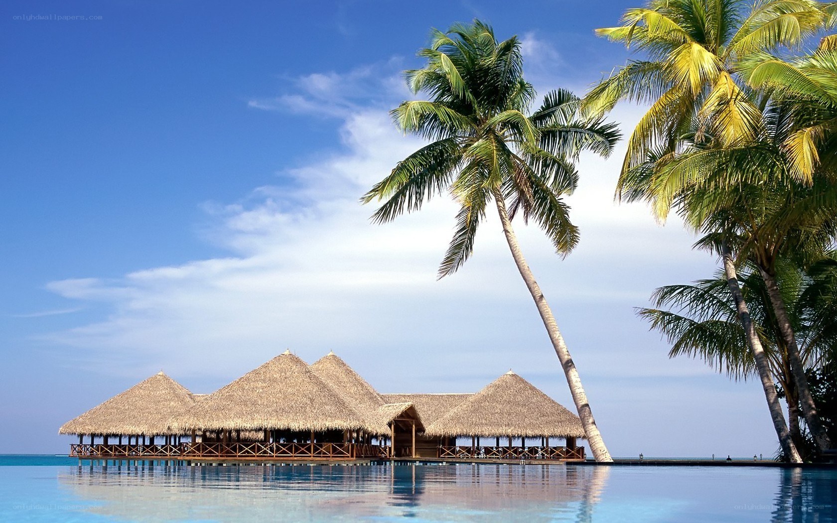 Tropical resort with palm trees