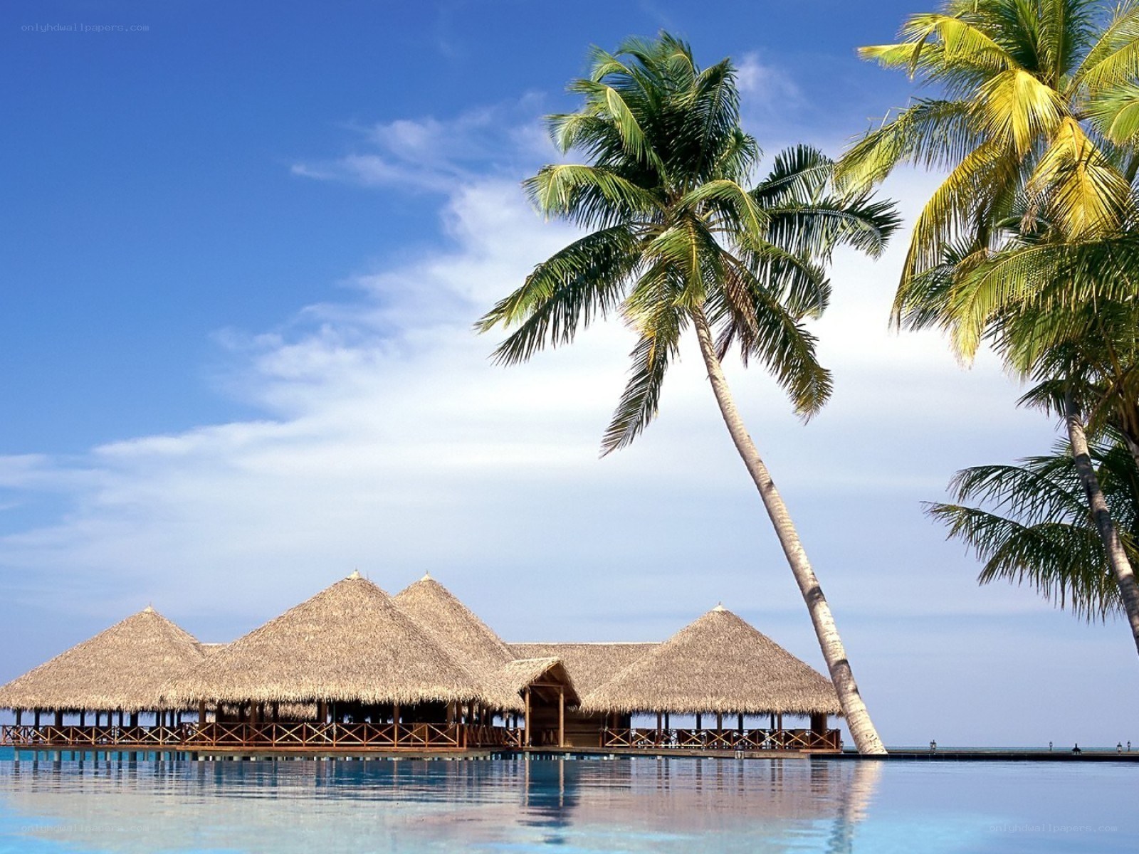 Tropical resort with palm trees