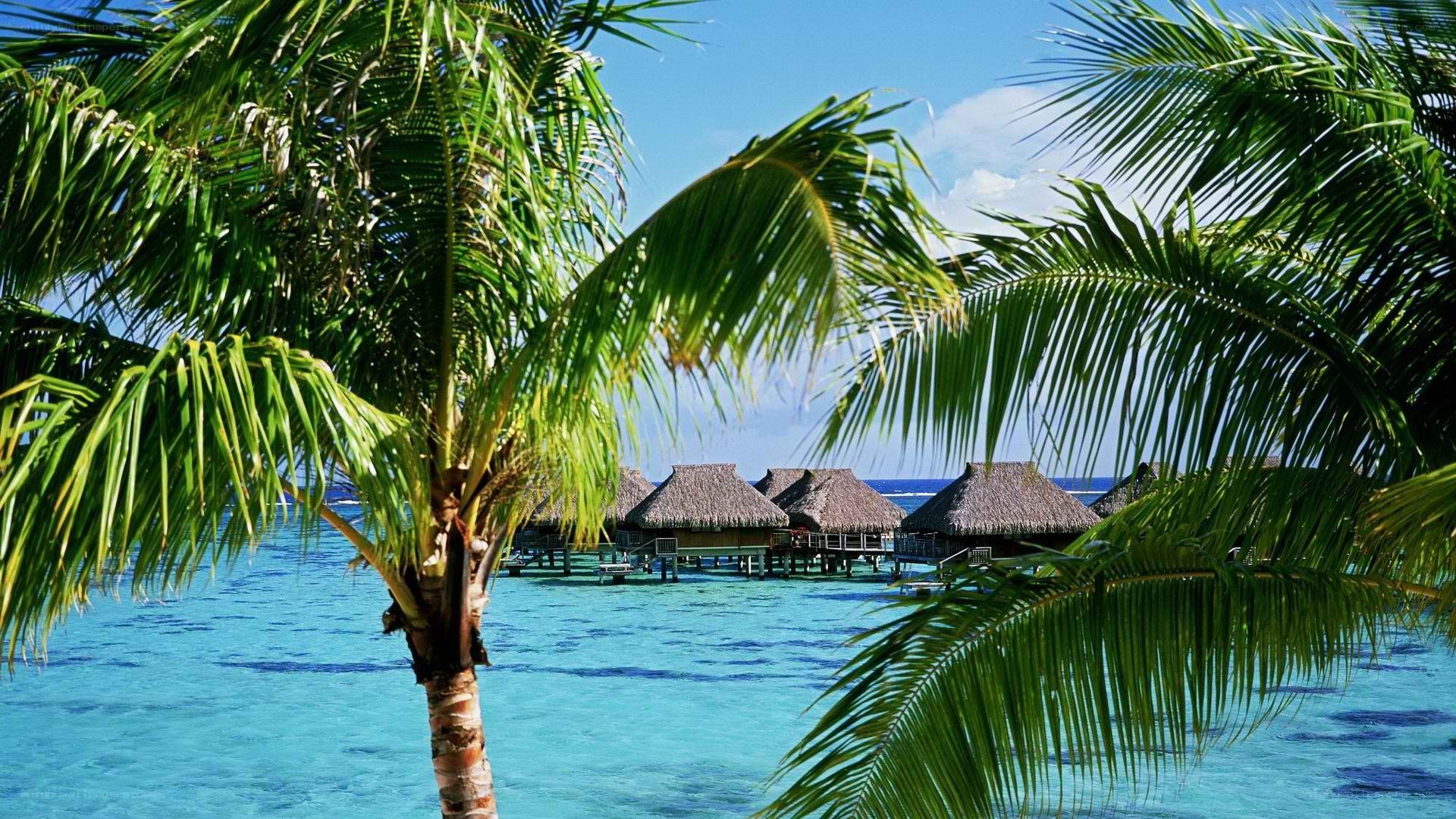 Tropical resort with palm trees