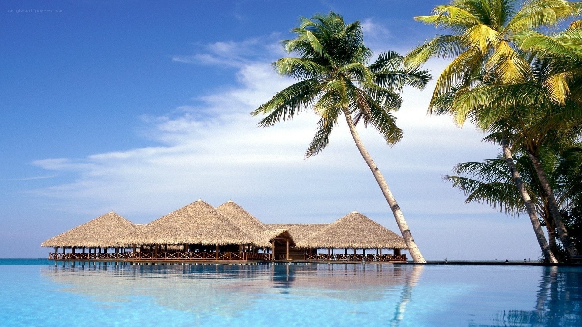 tropical resort with palm trees