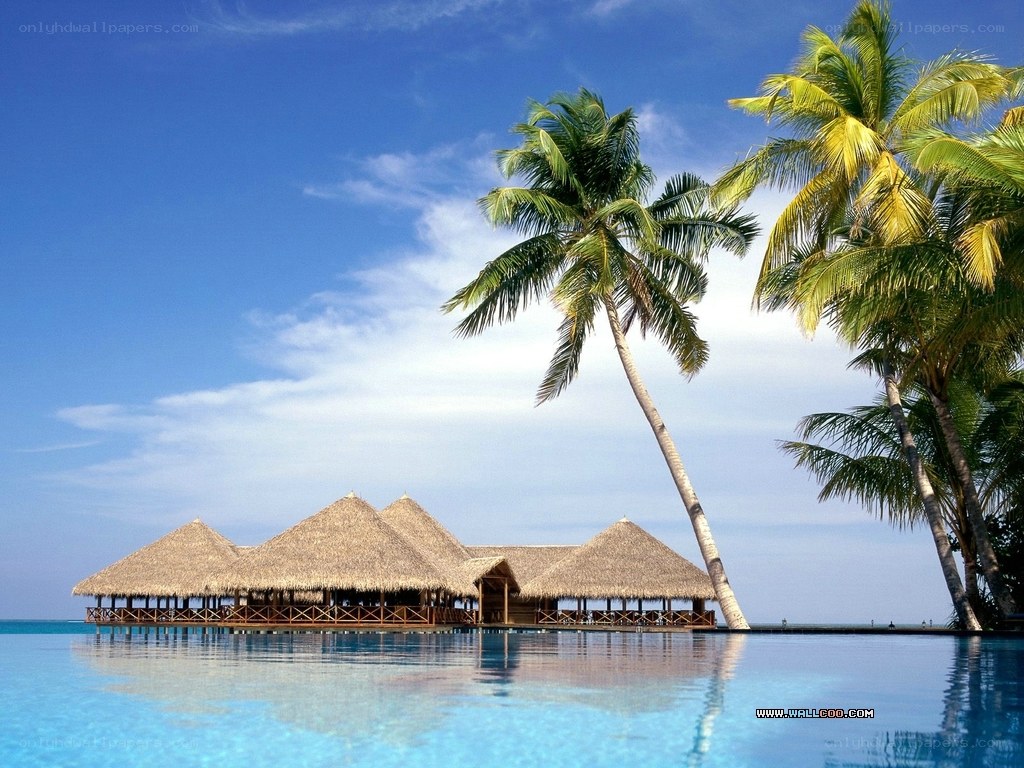 Tropical resort with palm trees