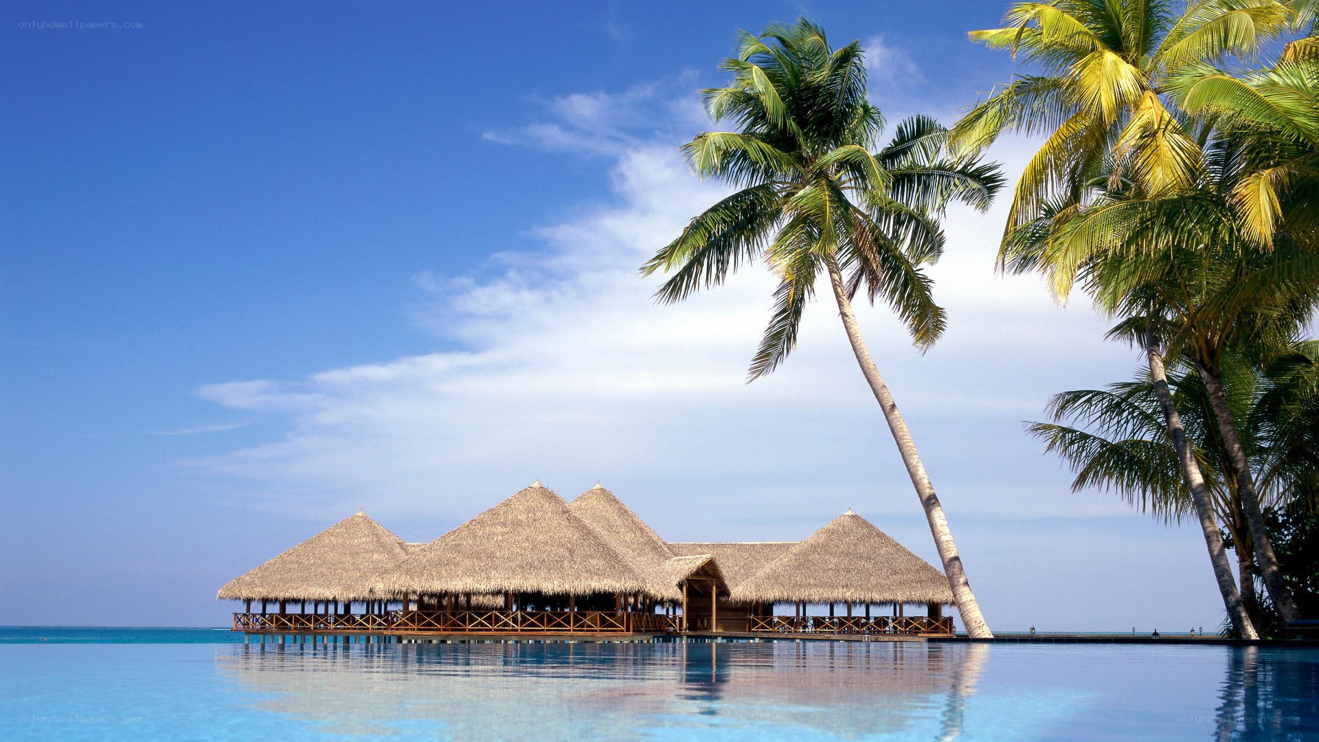 tropical resort with palm trees