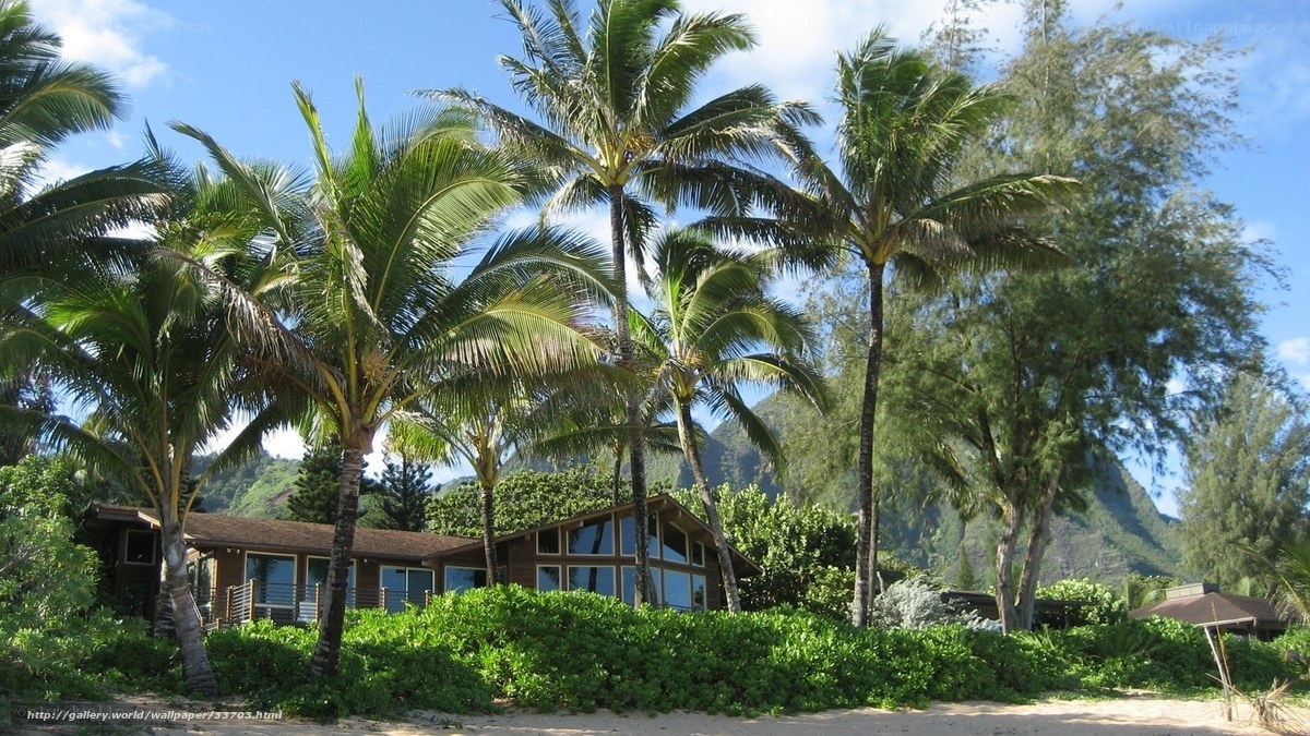 Tropical resort with palm trees