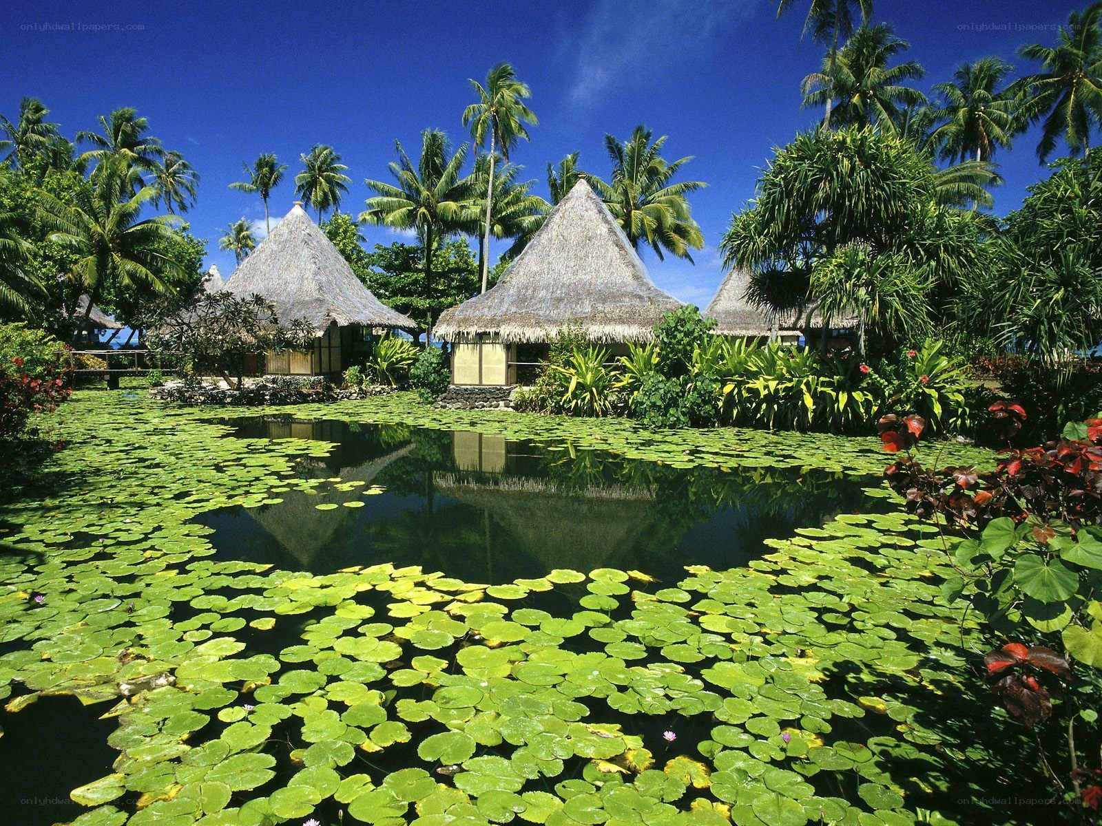 Tropical resort with thatched huts