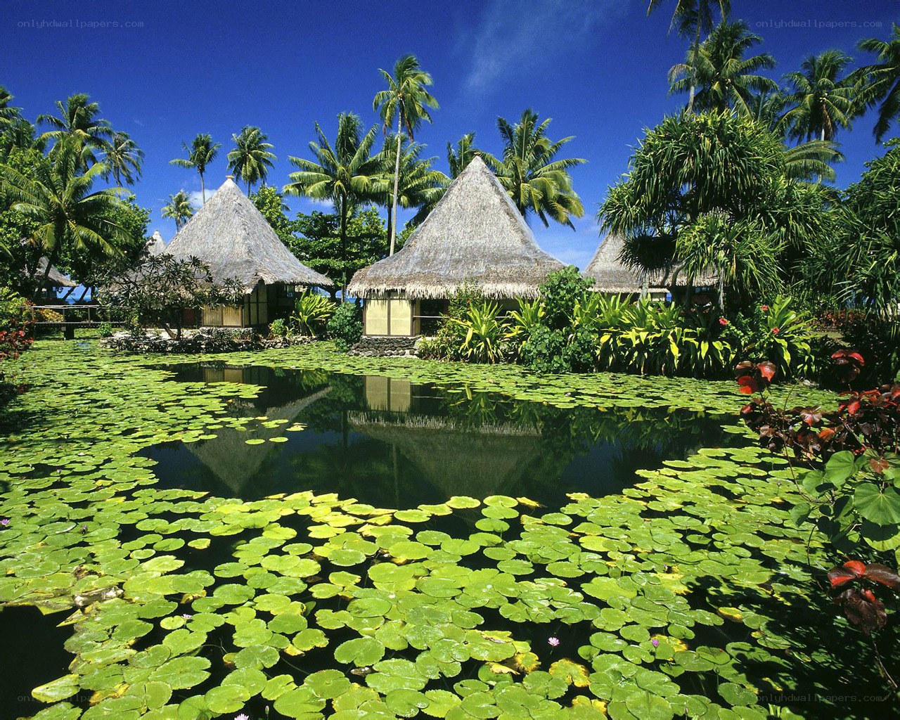 Tropical resort with thatched huts