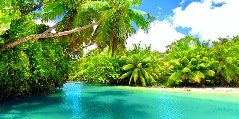 Tropical River and Palm Trees