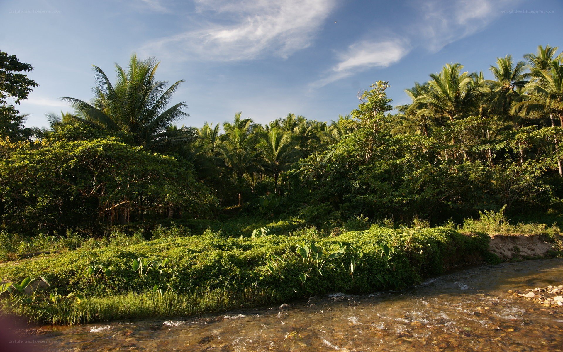 Tropical river in lush forest