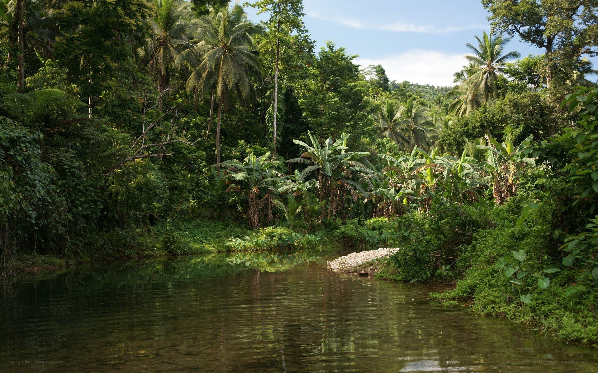 Tropical river in lush forest