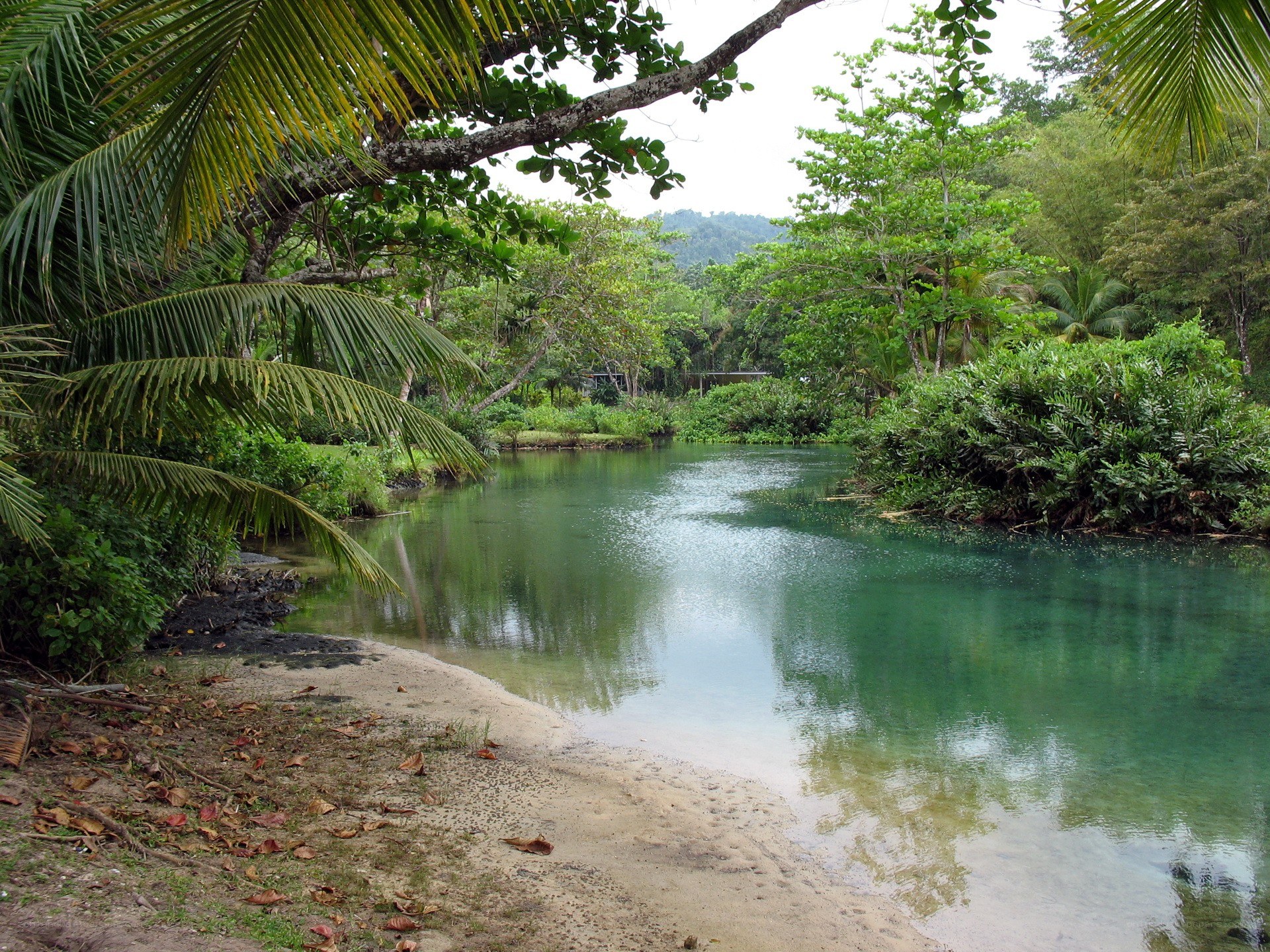 Tropical river in lush forest