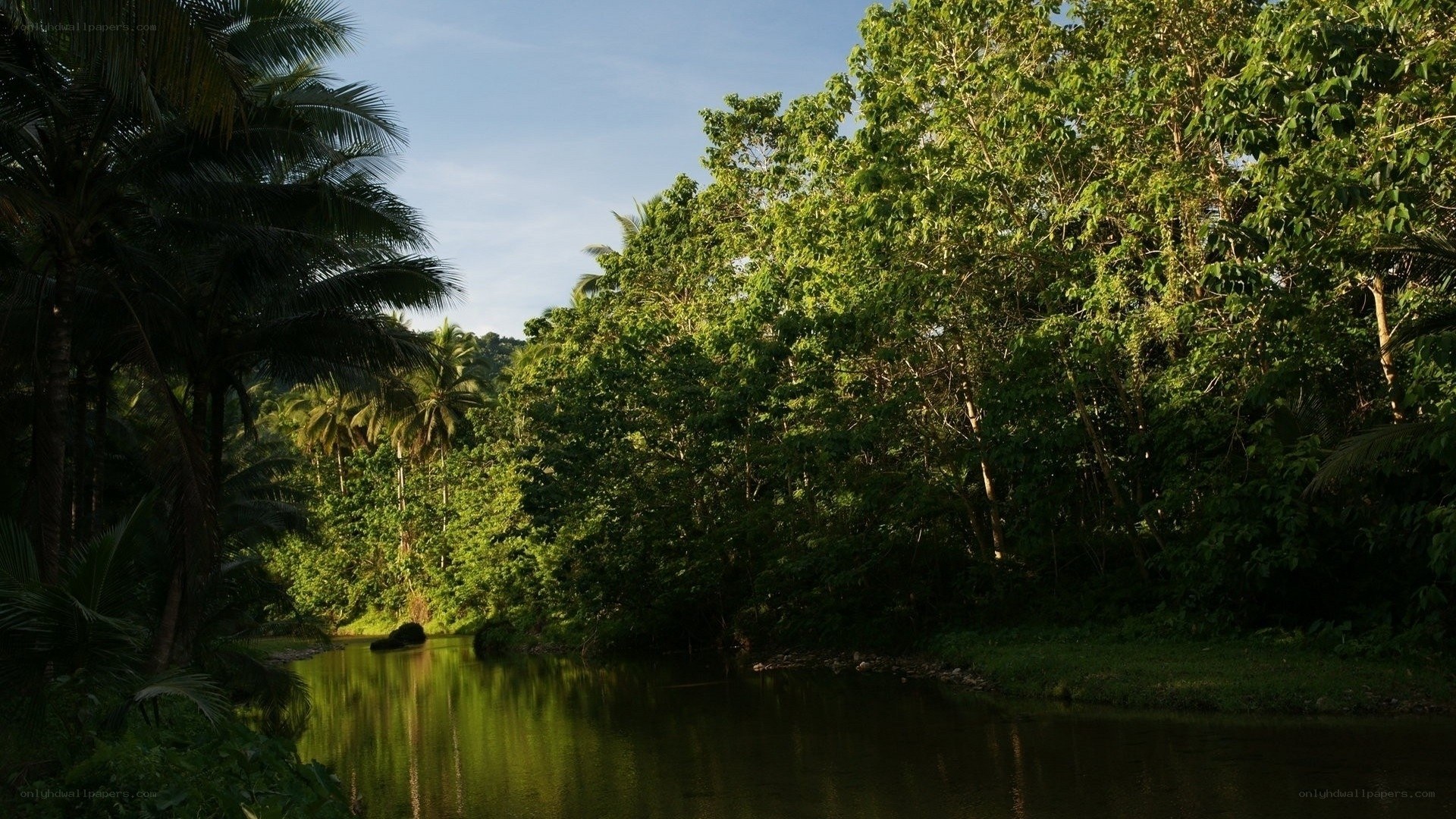 tropical river in lush forest