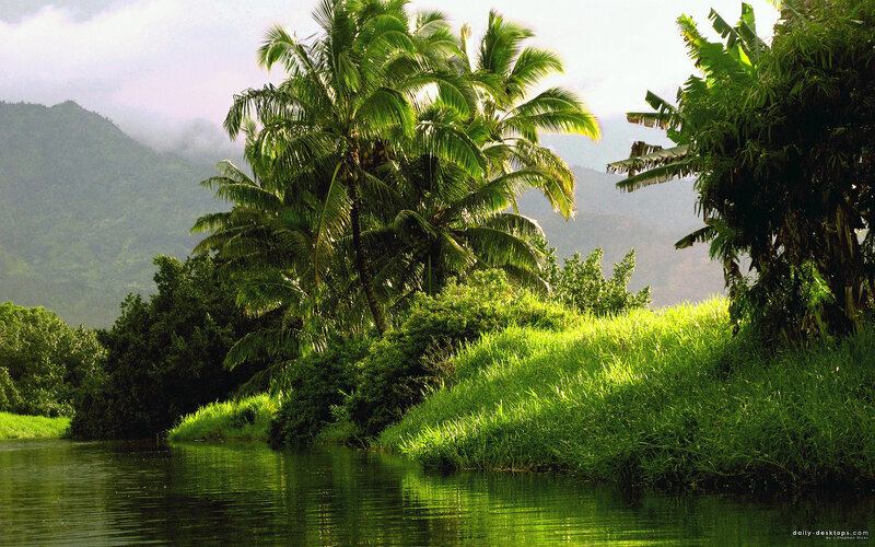 Tropical River Landscape — Green, Serene, Morning, Photograph