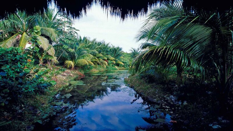 Tropical River Scene