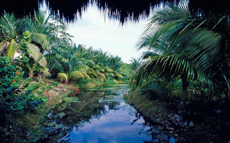 Tropical river under palm trees