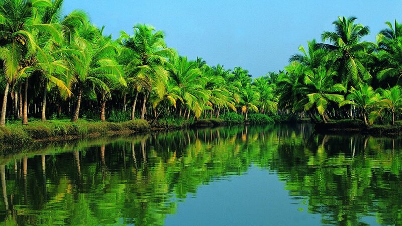 tropical river with palm trees