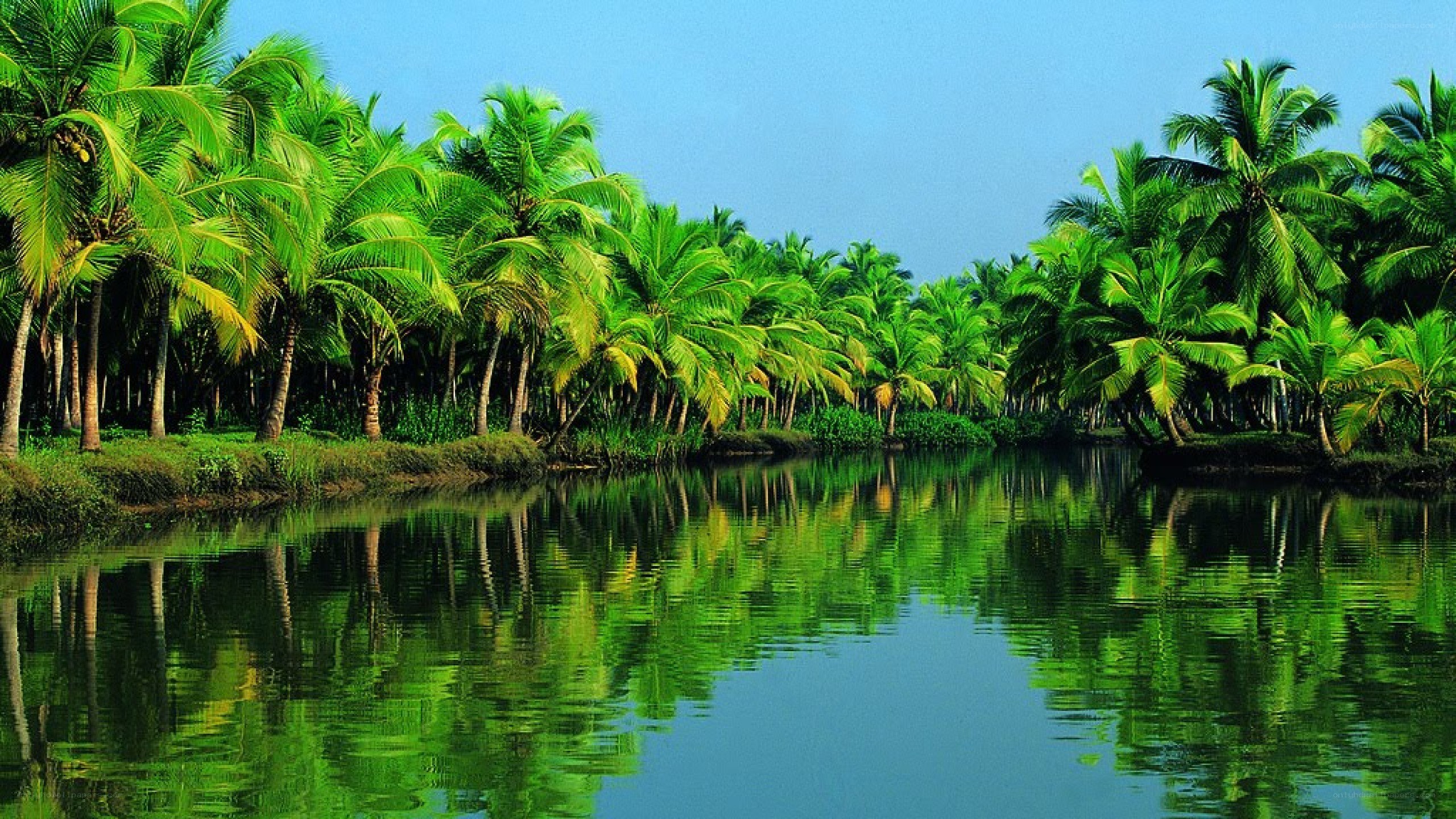 tropical river with palm trees