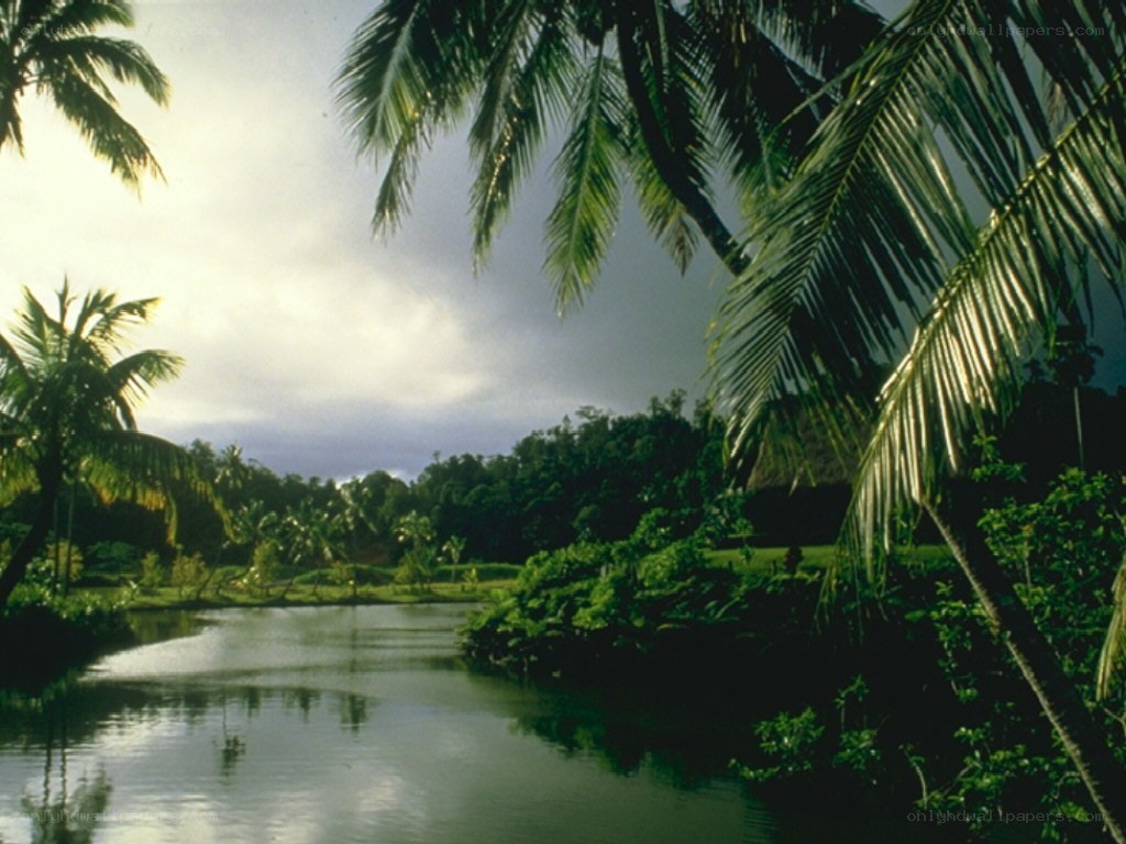 Tropical river with palm trees