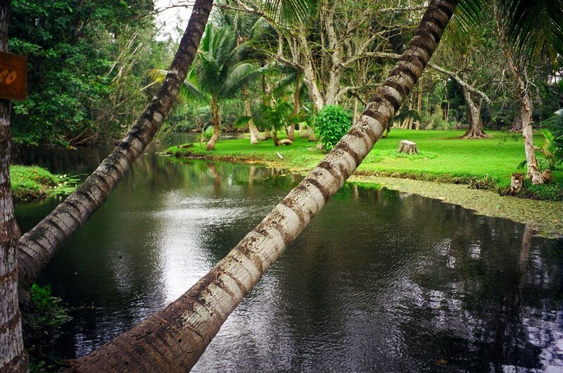tropical river with palm trees