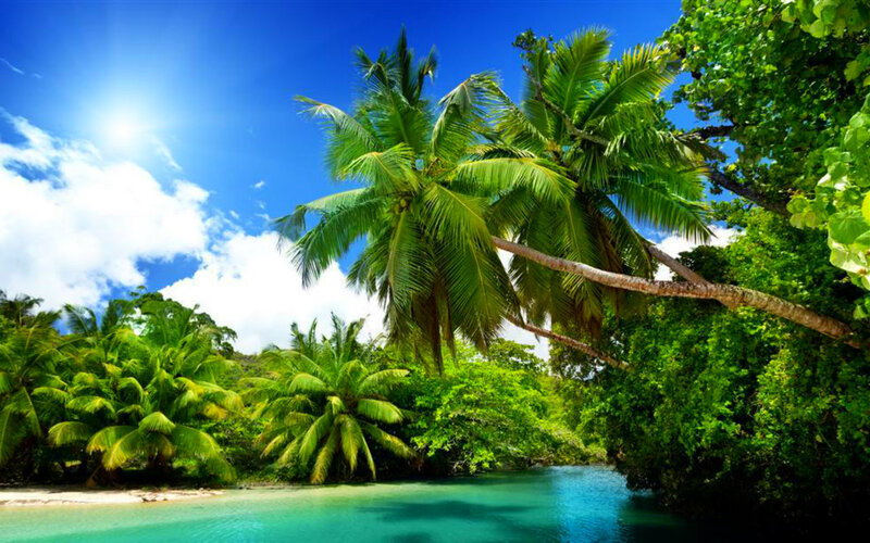 Tropical River with Palm Trees — Blue, Serene, Afternoon, Photograph, Palm Trees