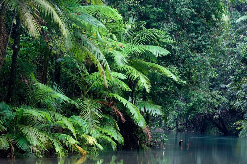 Tropical River with Palm Trees — Green, Serene