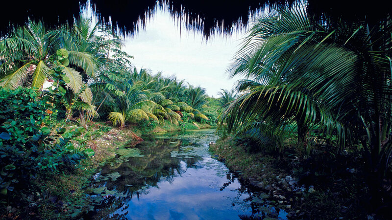 Tropical River with Palm Trees — Green