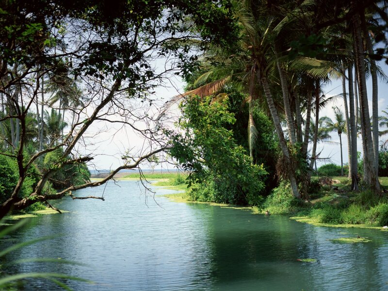 tropical river with palm trees