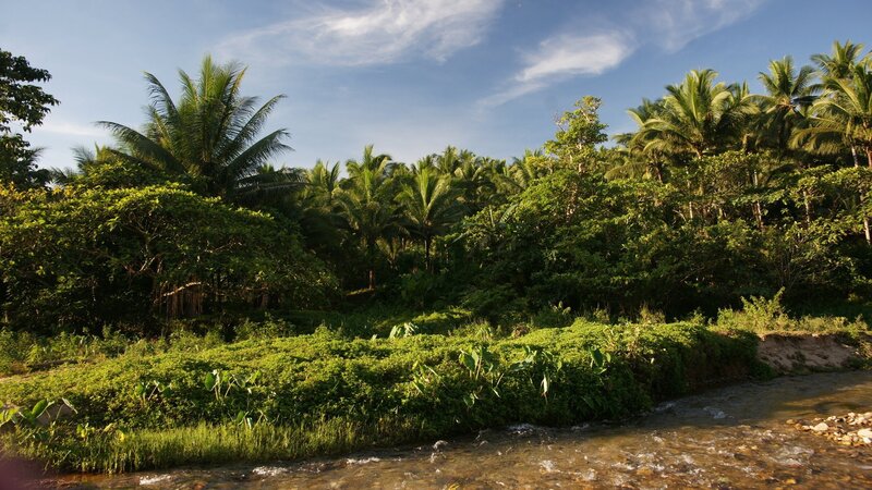 Tropical Riverbank