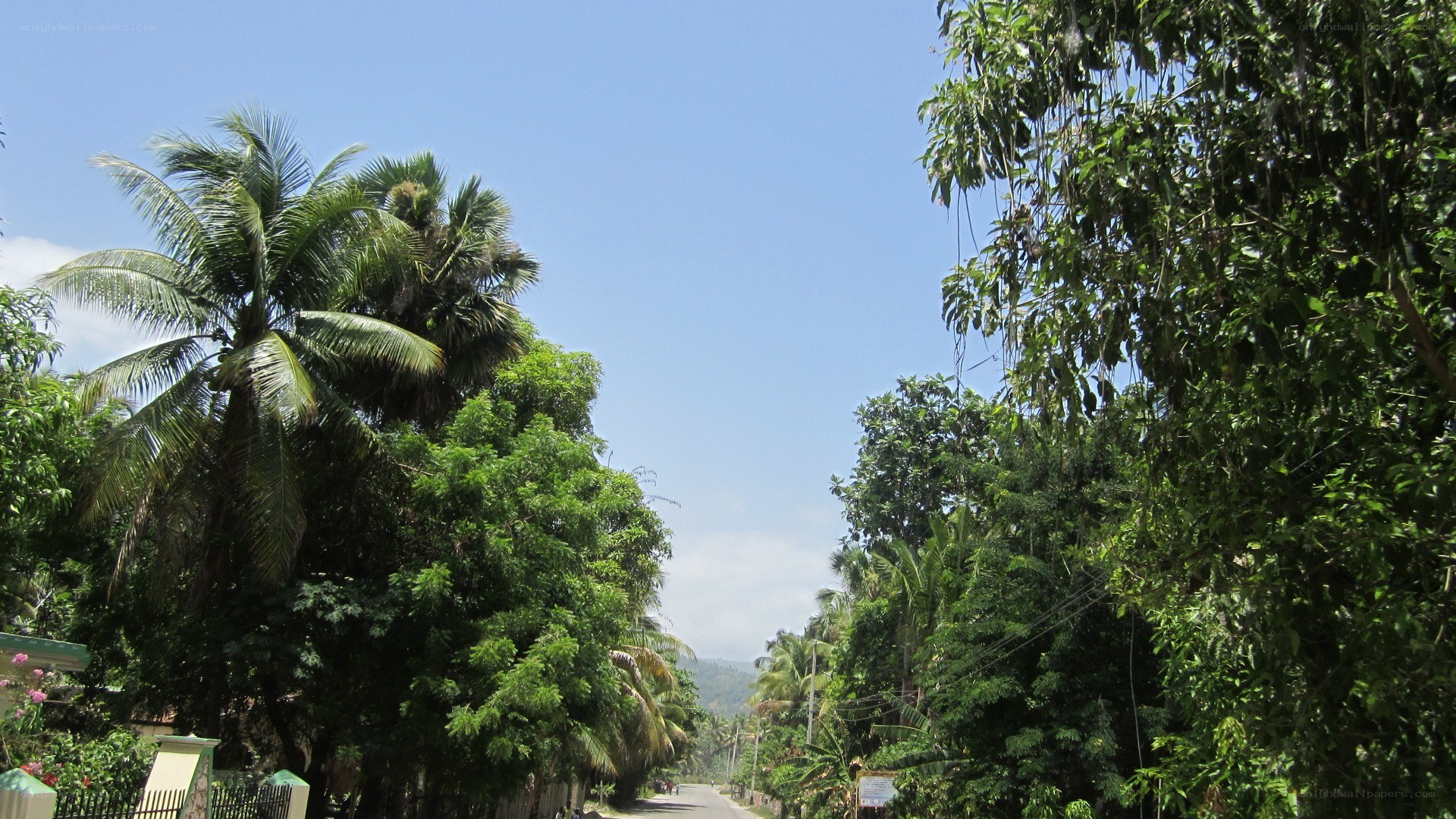 tropical road with palm trees