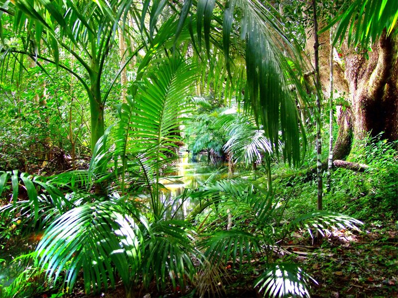 Tropical Stream in Forest — Green
