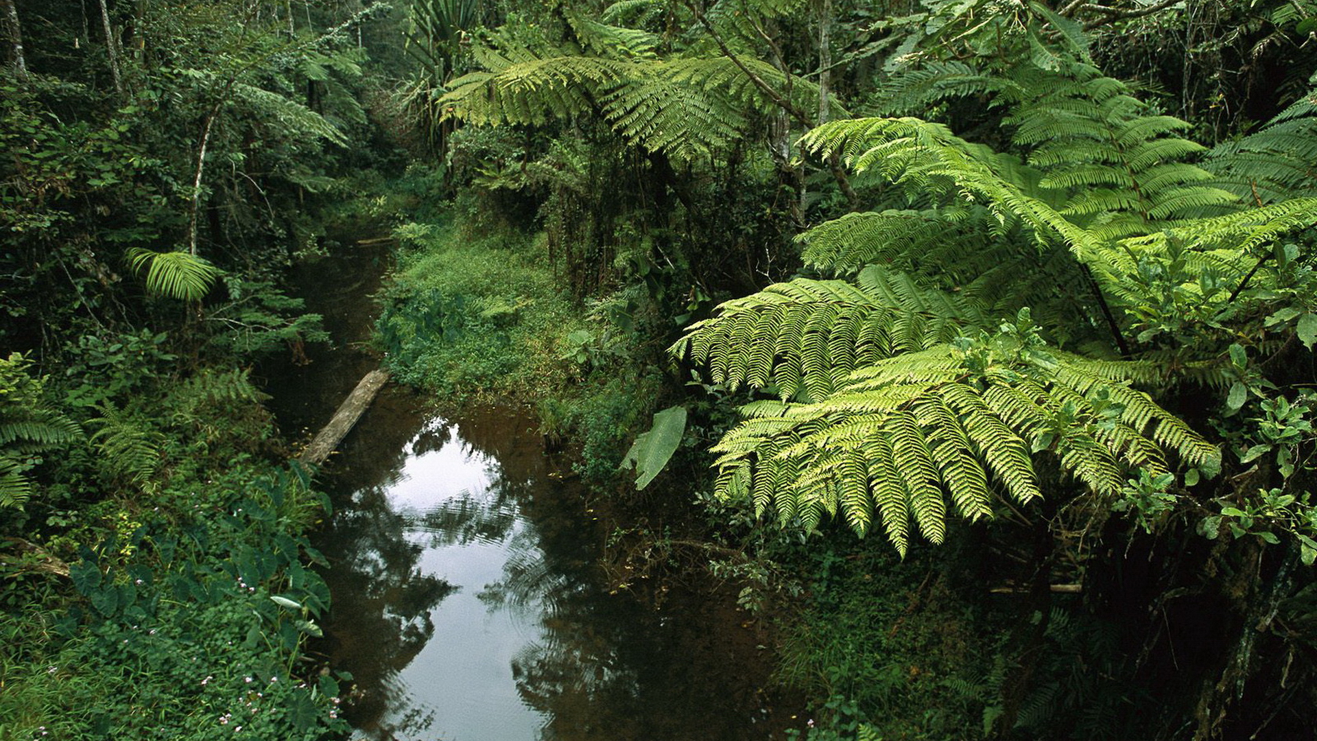 Tropical stream in lush forest