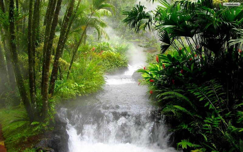 Tropical stream in misty forest