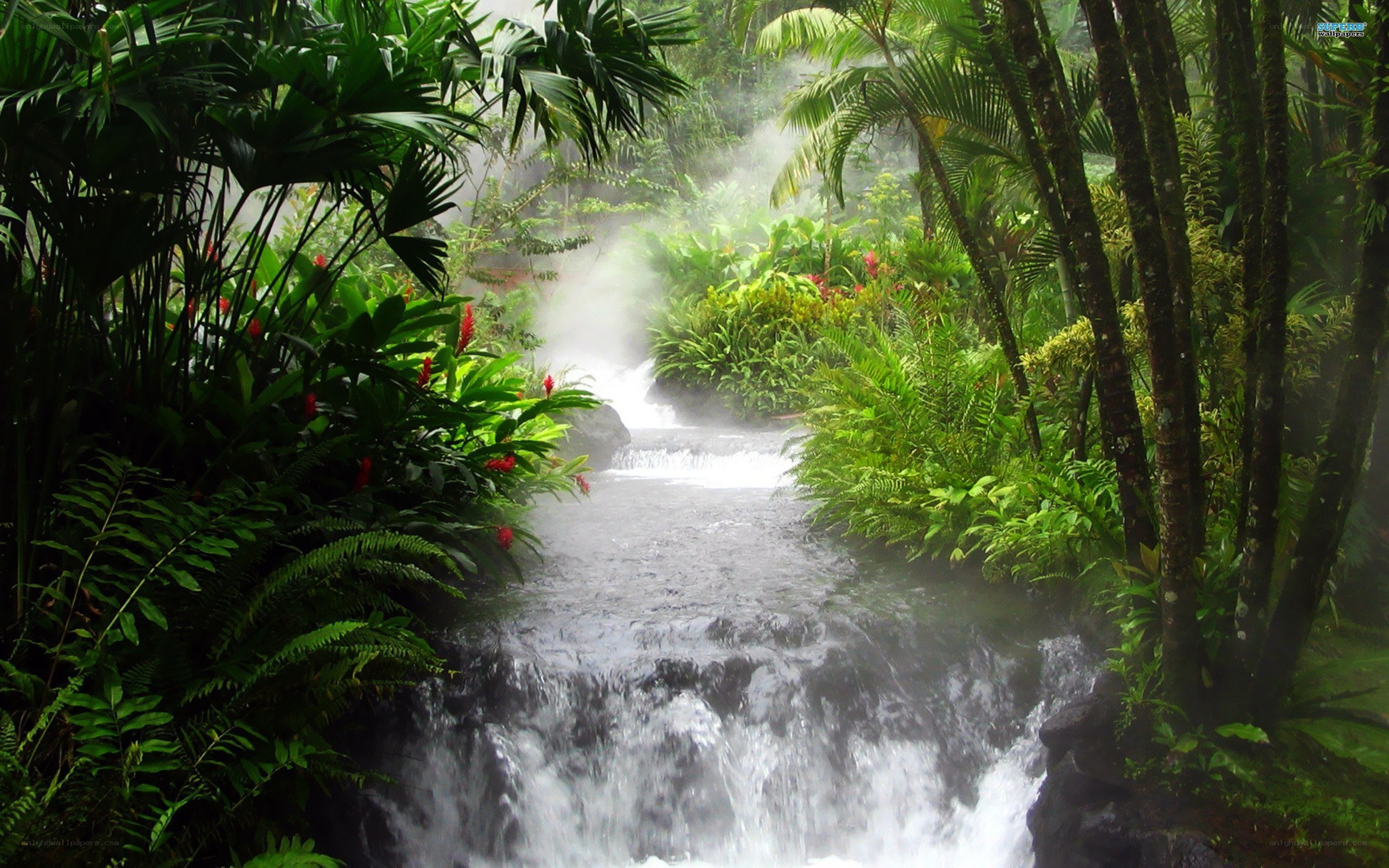 Tropical stream in misty jungle