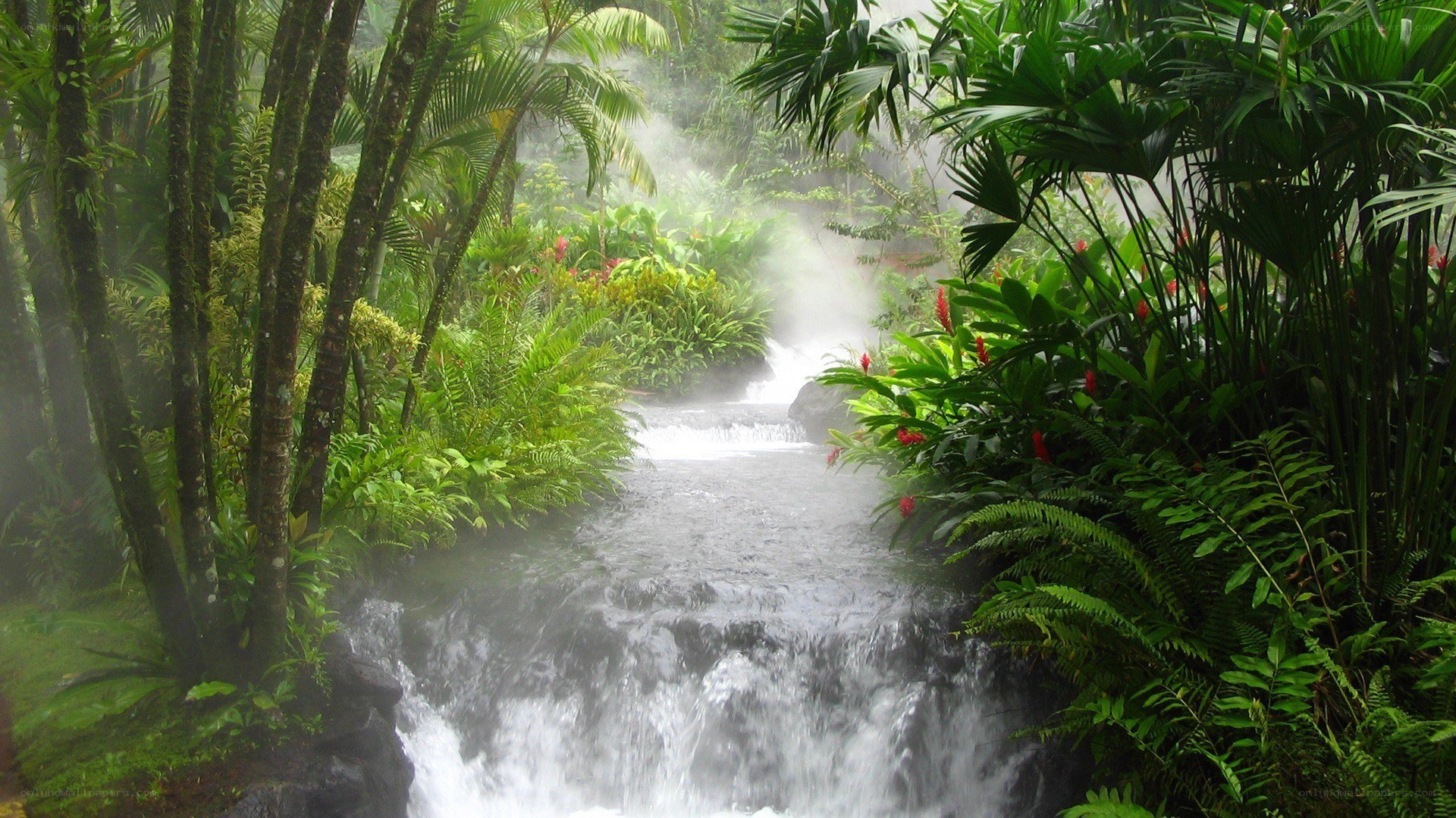 tropical stream in misty jungle