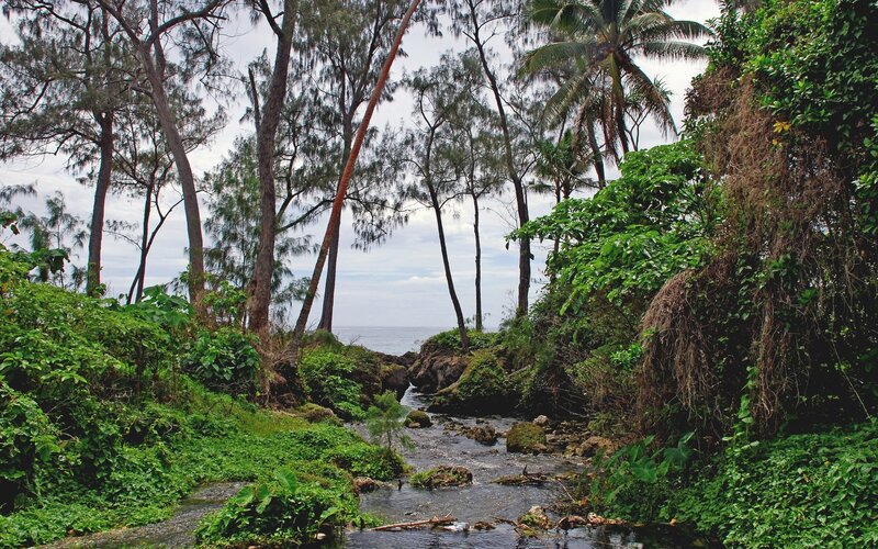 Tropical stream leading to ocean
