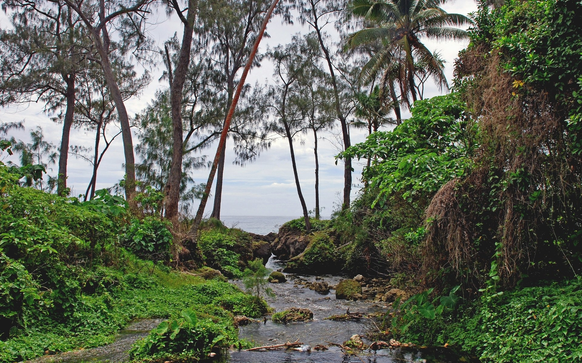Tropical stream leading to ocean