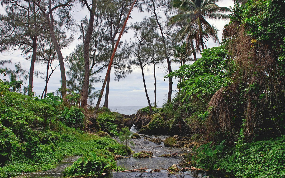 Tropical stream to the ocean