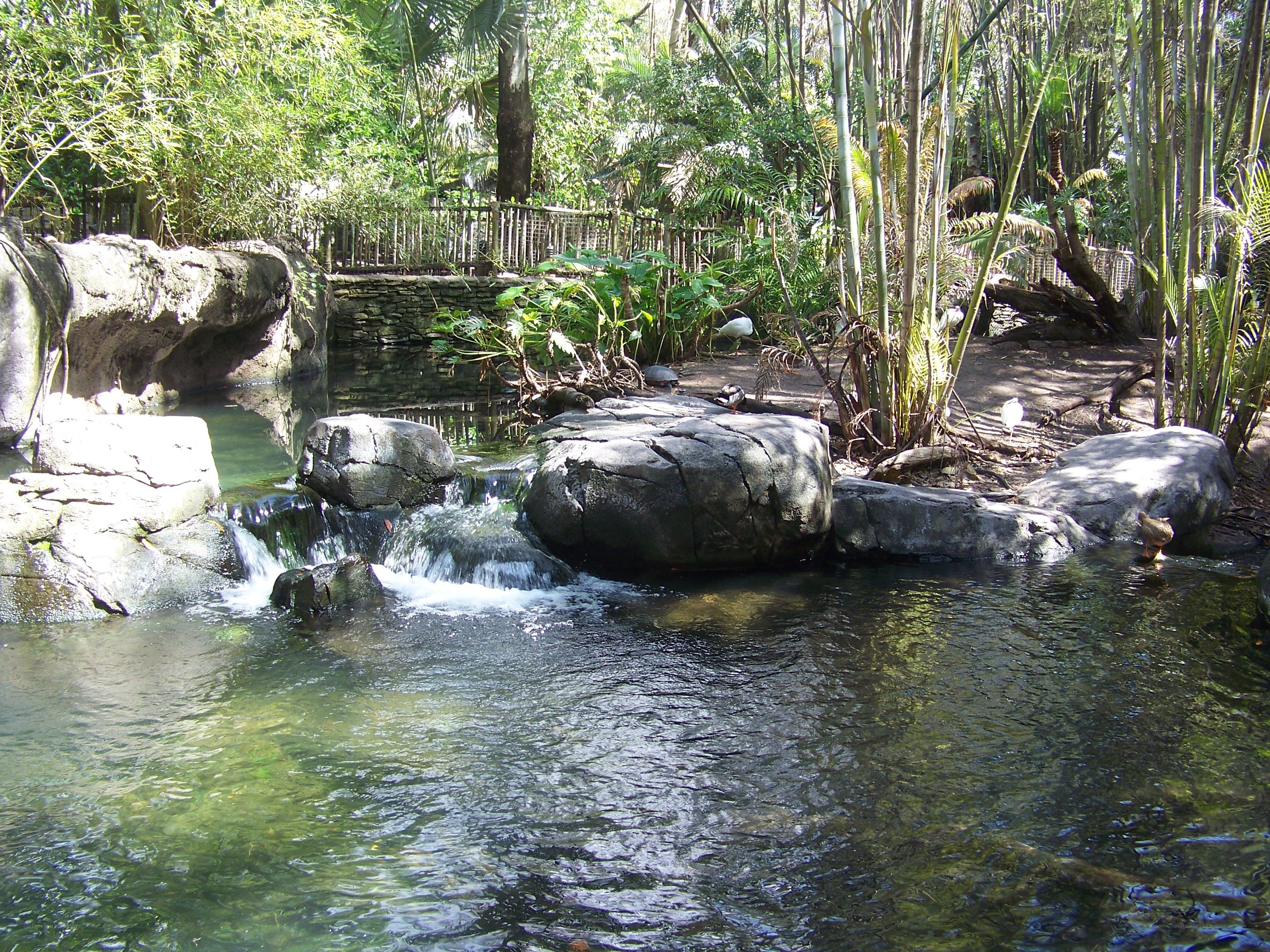 Tropical stream with waterfall