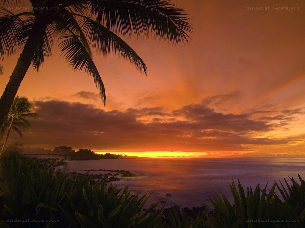 tropical sunset with palm trees