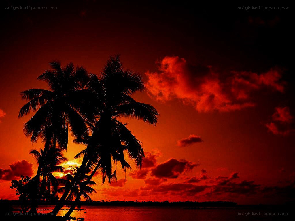 tropical sunset with palm trees