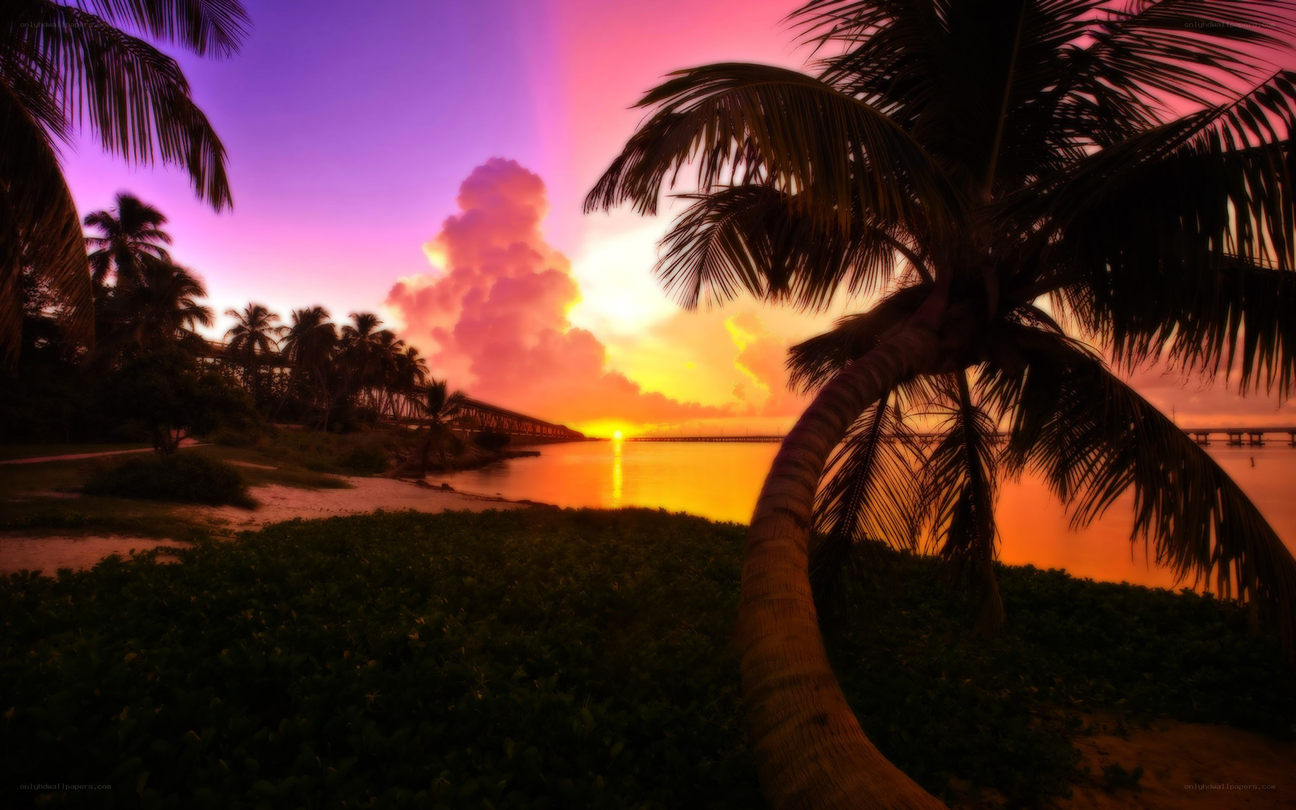 tropical sunset with palm trees