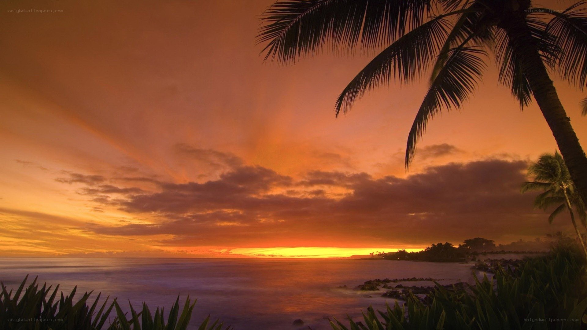 tropical sunset with palm trees
