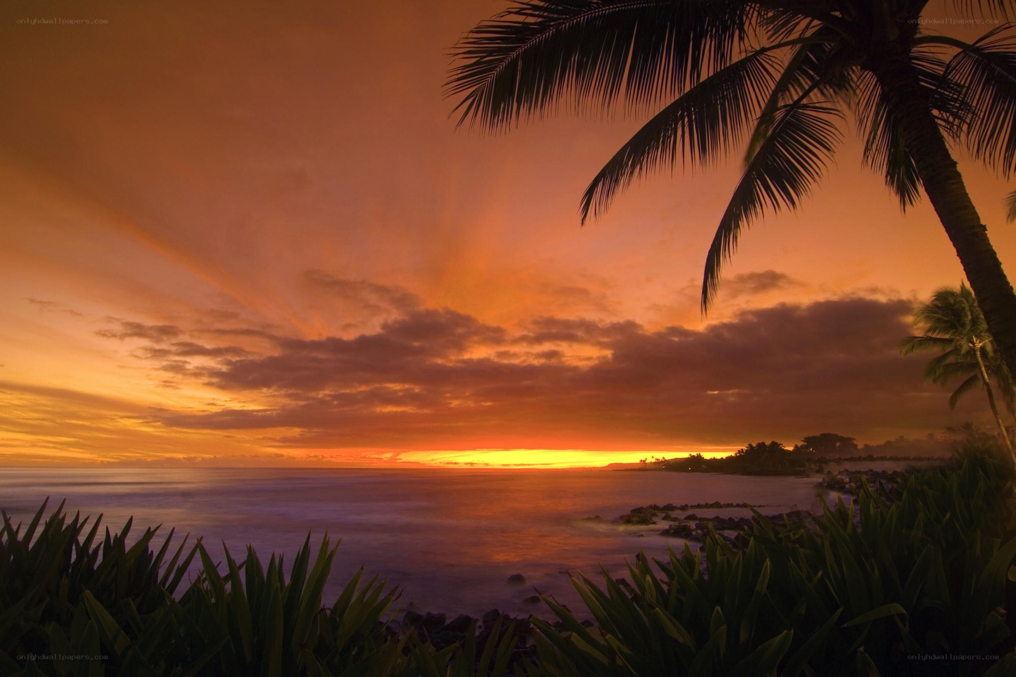 tropical sunset with palm trees
