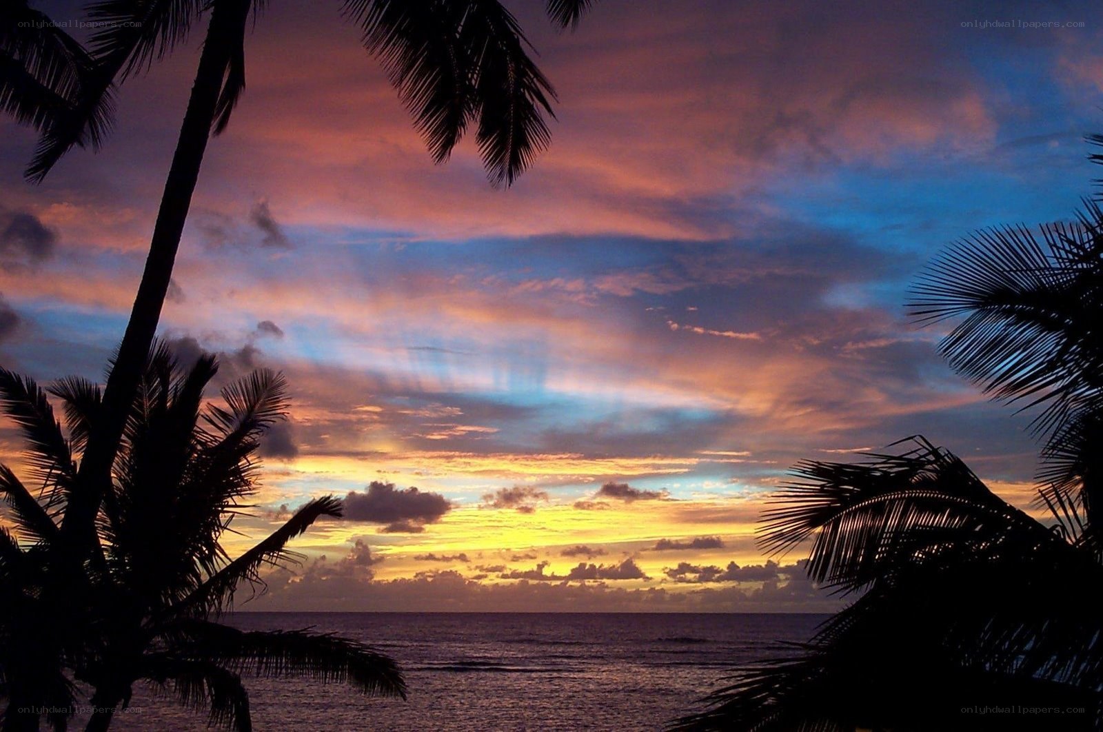 tropical sunset with palm trees