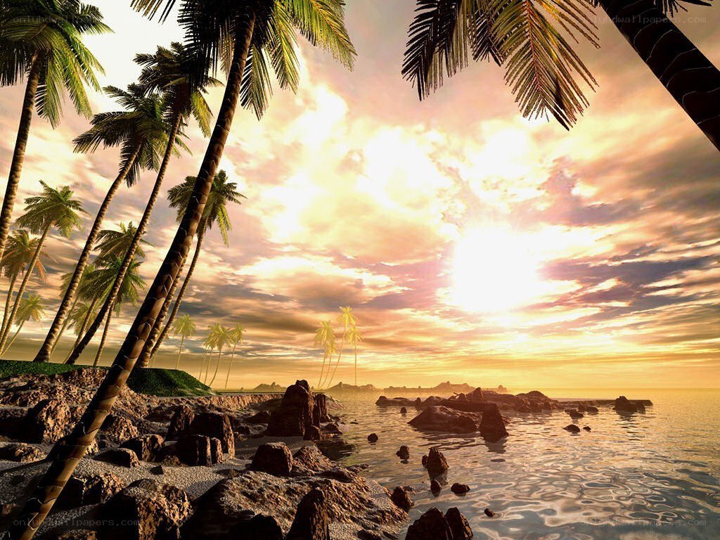tropical sunset with palm trees