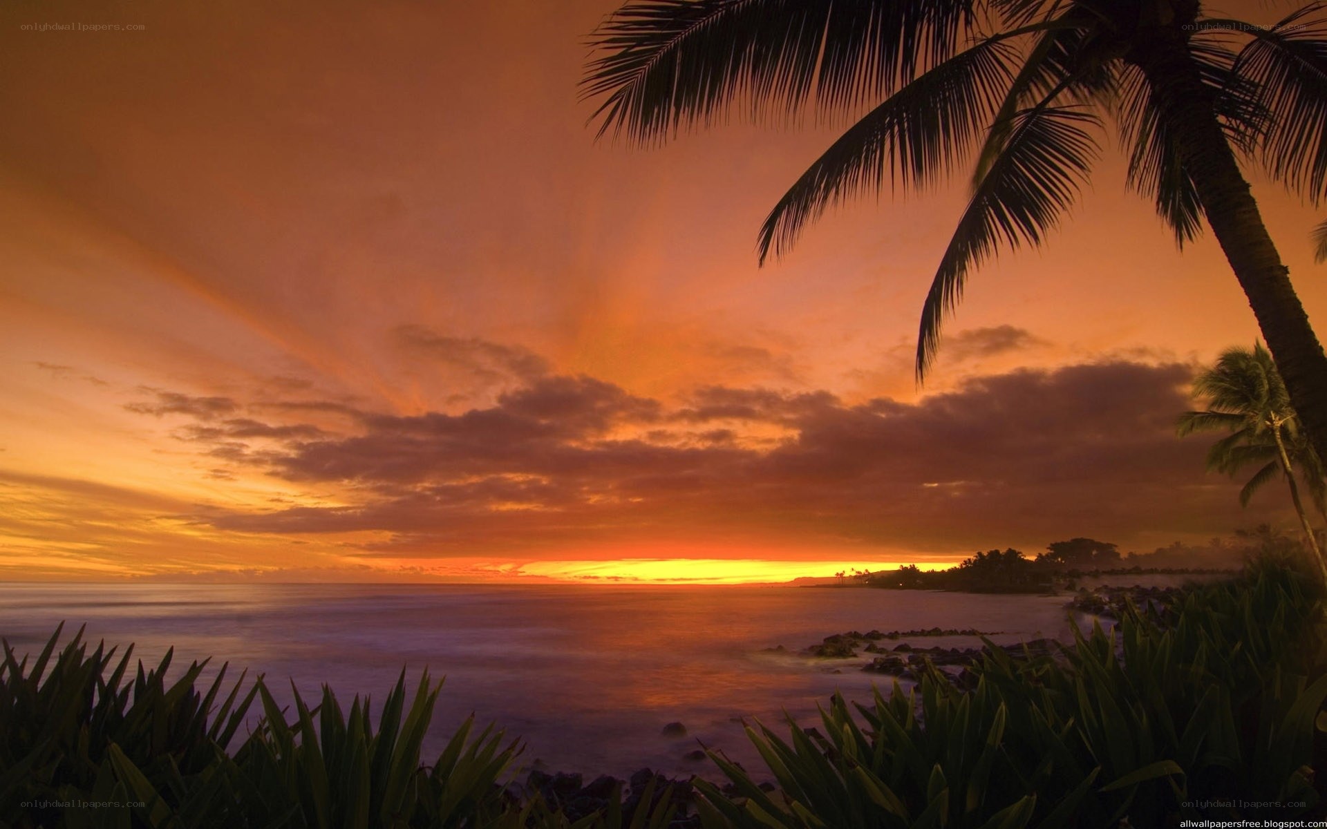 tropical sunset with palm trees